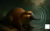 Sounds of the Platypus: Unique Vocalizations