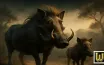Warthogs - A Unique Adventure Game Experience