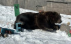 Kodiak Bears Celebrate at Wisconsin Zoo with Minecraft Theme