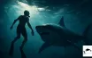 How Likely Are Sharks to Attack Humans?