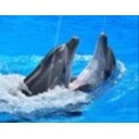 Happy Dolphins Screensaver