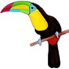 Toucan