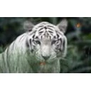 Wild Tigers Screensaver