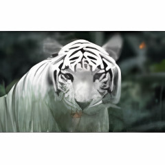 Wild Tigers Screensaver