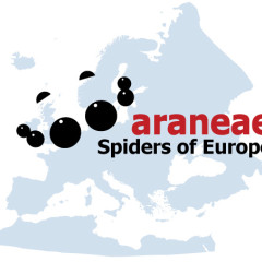 Araneae