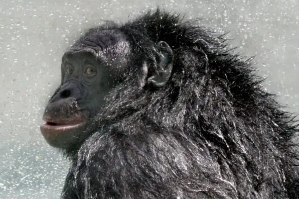 Kanzi, the Bonobo Who Bridged Language and Games, Passes at 44