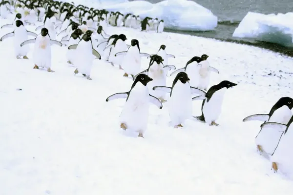 Linux Desktop Market Share Rises to Over 11% Amid Windows Challenges