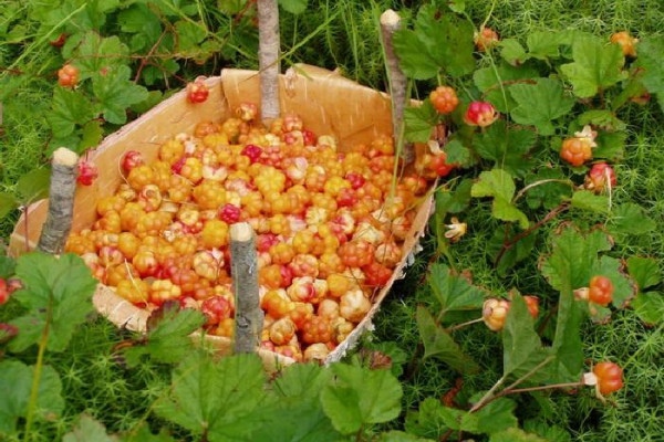 Тестовая статья