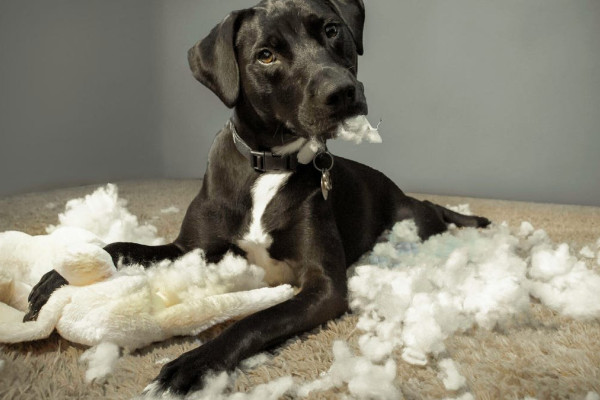 Repurposed Android Phone Eases Pet Owners' Vacation Anxiety