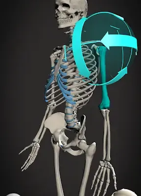 Skelly App: Poseable Anatomy for Artists Released