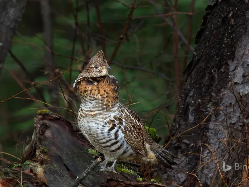 slide for 1 slide for 1