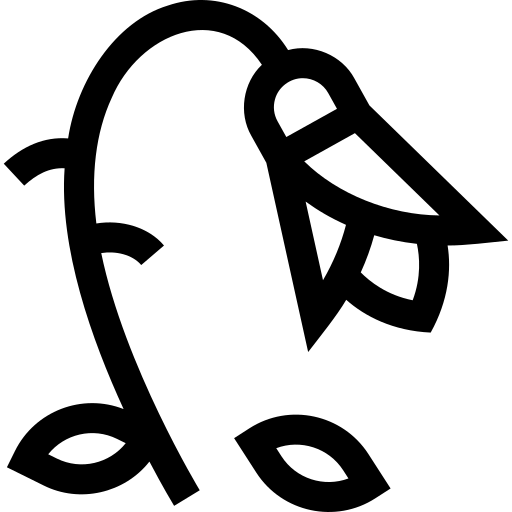 DVD Backup