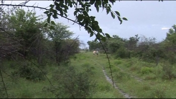 Антилопа гну. Намибия