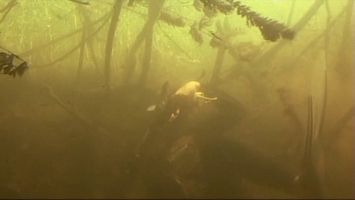 Первые шаги в мир подводной охоты